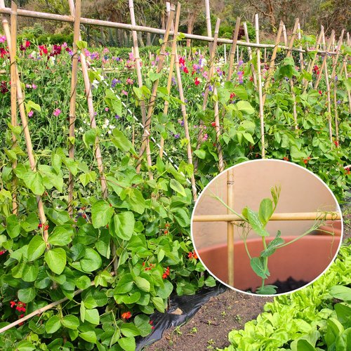 GAGINANG Bamboo Garden Stakes - 3FT Sturdy Natural Support for Climbing Plants | 25 Pcs Set